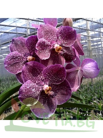 Ванда (Vanda Gordon Dillon x Bitzs Heartthrob)